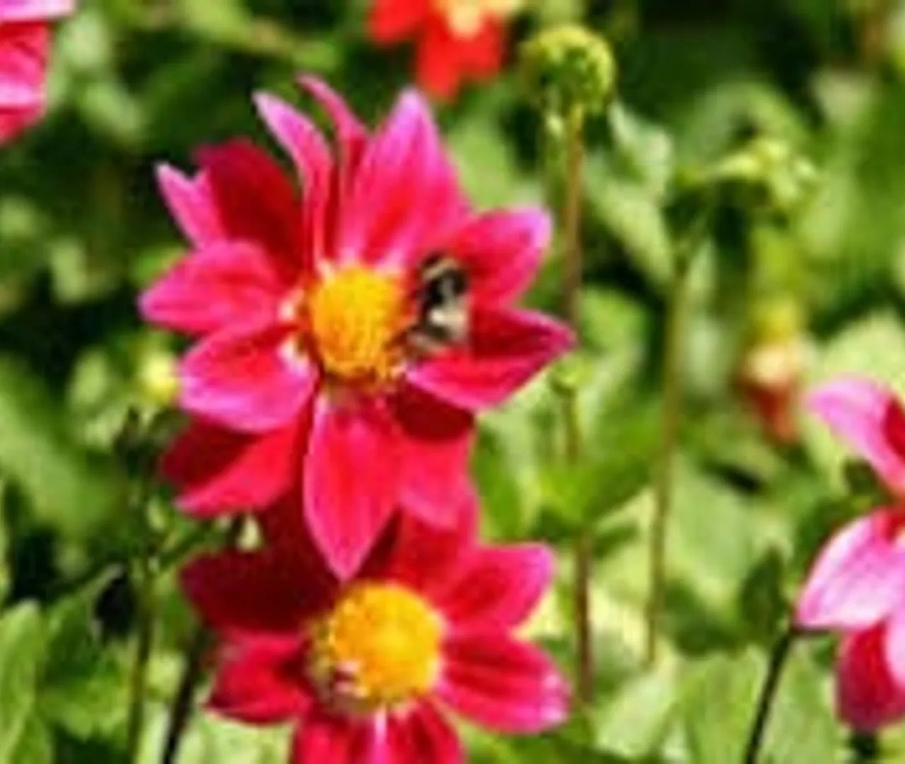 Sadashivanagar's Go-To for Great Food